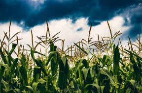 Clariant opened its factory in Romania