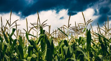 Clariant opened its factory in Romania